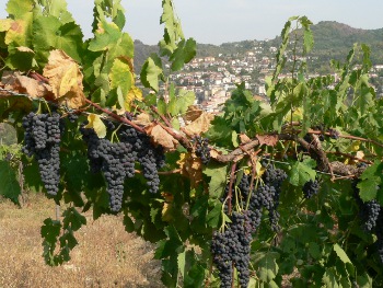 Trenta aziende a Vinili di Vini a CastelCampagnano. Dal 15 al18 Luglio