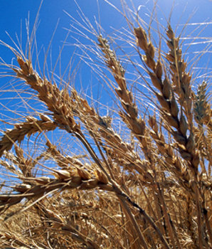 festadelringraziamentoavellino11