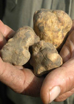 AREZZO TARTUFI BIANCHI