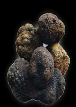 tartufi-neri