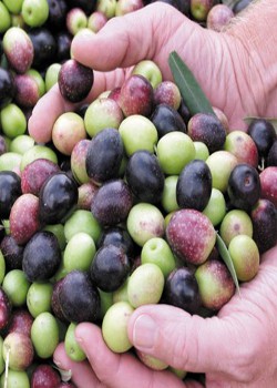 olive-varieties