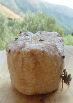 conciato-romanopremio