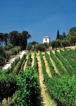 TENUTA PEPE15345
