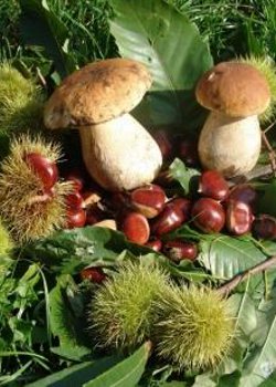 normal_castagne-e-funghi