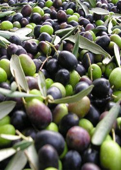olive-di-