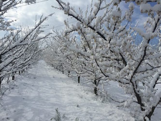 Neve e Gelo nei campi della Campania, è emergenza