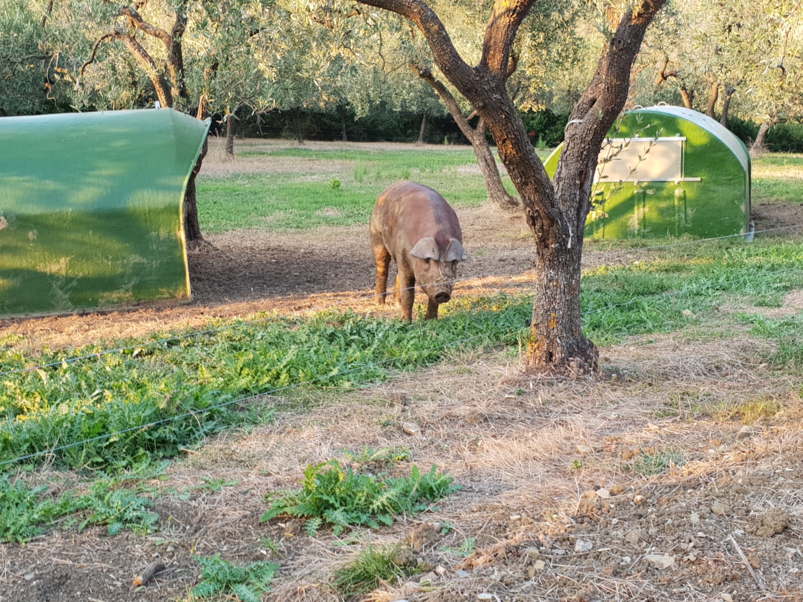 Ecco il maiale Rosso vesuviano allevato nel parco nazionale