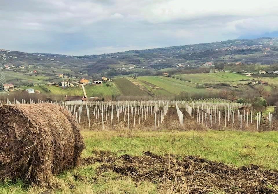 Il San Martino con Cantine Aperte del Movimento Turismo del Vino Campania