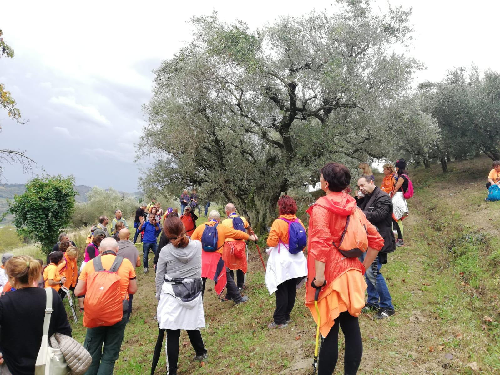 Camminata tra gli olivi in Campania, scopri dove