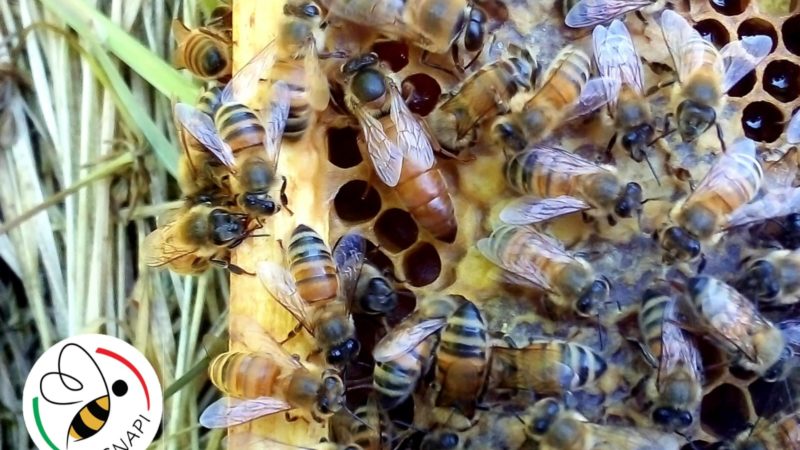 Un’associazione per gli apicoltori in Campania, ecco Asnapi