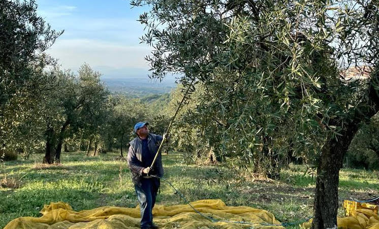 Estate di San Martino con la raccolta delle Olive a Tenuta del Cavalier Pepe